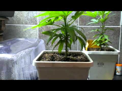 Pruning up the Bottom of Your Marijuana Plants