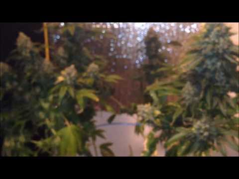 Humboldt Seed Organization Chemdawg Harvest Video - Hempy Bucket