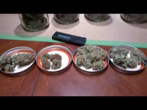 Blackdog LED Platinum XL-U 750W LED Cannabis Grow - TGA / Rare Dankness - Harvest buds