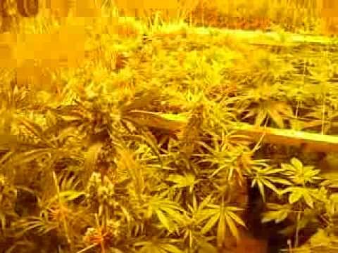 Legal Canadian Medical Marijuana Grow. ~~Flower Room