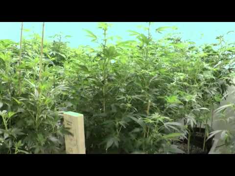 Denver Colorado Mega Marijuana Bud Room 2