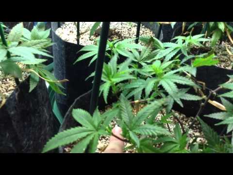 Super crop cannabis cup plant training prepping for 420 2014 Denver Colorado