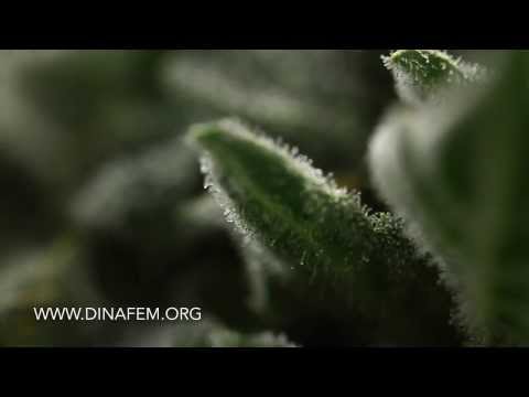 Moby dick autoflowering by Dinafem seeds