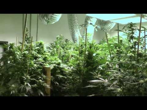 Denver Colorado Mega Marijuana Bud Room 4