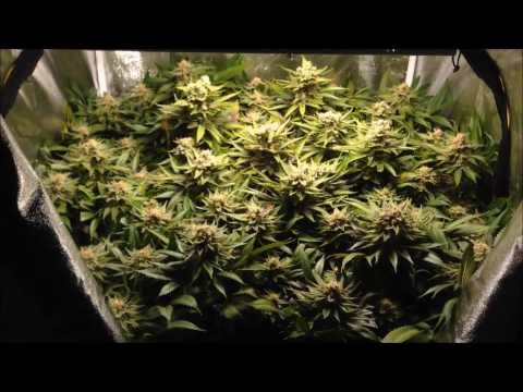 Blue Dream - 58 Flower + Announcements!