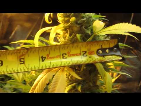 My Medicinal marijuana grow update 2014