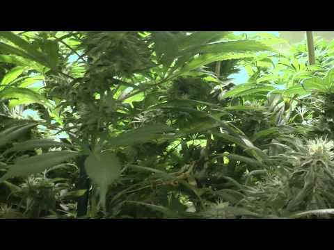 Denver Colorado Mega Marijuana Bud Room 5