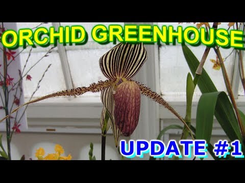ORCHID GREENHOUSE | UPDATE #1