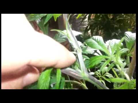Making your Weed plant branch out
