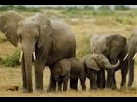 Ten fun facts about Elephants - All about - utubetip