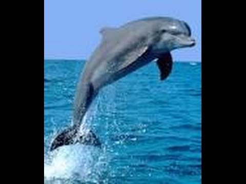 Ten fun facts about Dolphins - All about - utubetip