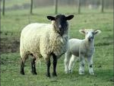 Ten facts about Sheeps - All about