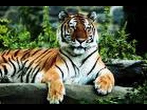 Ten facts about Tigers - All about
