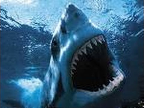 Ten facts about Sharks - All about