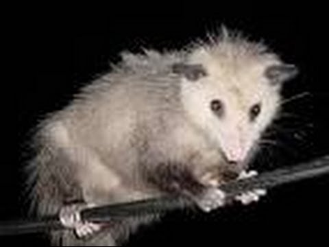 Ten  facts about Possums - All about