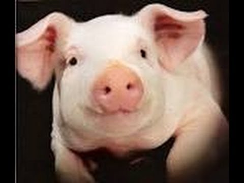 Ten  facts about Pigs - All about