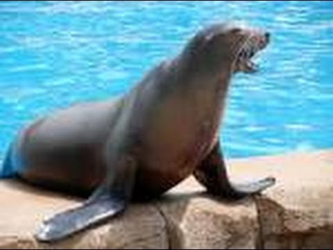 Ten facts about Sea Lions - All about