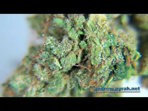 PERFECT PICK - GREY AREA COFFEESHOP - AMSTERDAM CANNABIS CUP 2013 ENTRIES