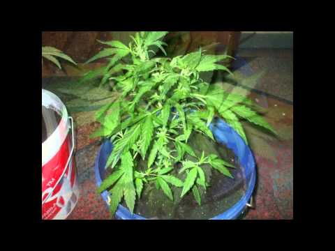 Jurnal Auto White Widow & Auto Blueberry [CPC]