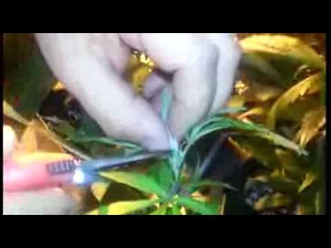 Make your Weed plant branch out