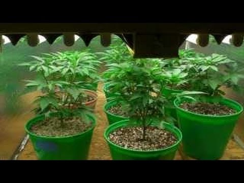 Royal Queen Seeds Cannabis Grow #6 - Transplanting & Recycling Soil