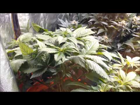 Grow Room Update - 2/5/14