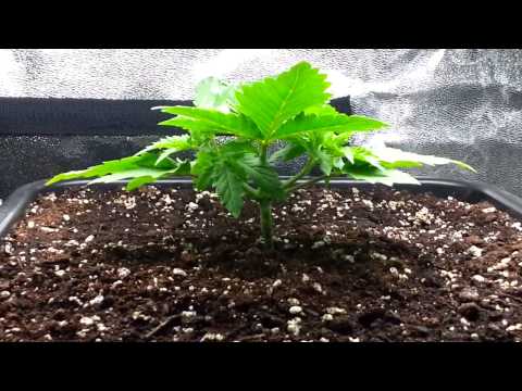 A bag seed odyssey ( day 21 )