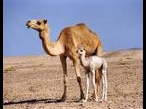 Ten fun facts about Camels - All about Facts - Utubetips