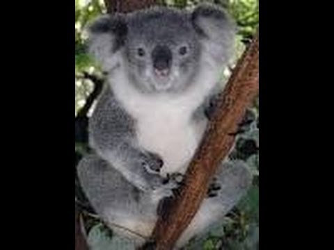 Ten facts about Koalas - All about Facts - Utubetips