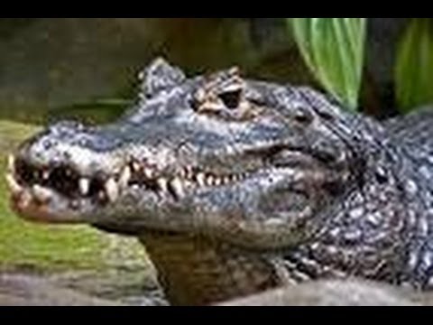 Ten fun facts about Caimans - All about Facts - Utubetips