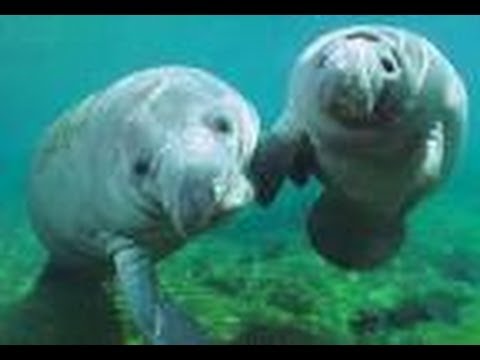 Ten facts about Manatees - All about Facts - Utubetips