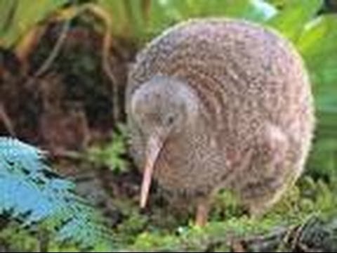 Ten facts about Kiwis - All about Facts - Utubetips