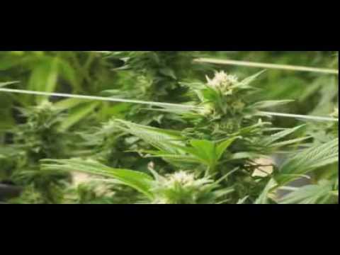 Cannabis Plants cultivating amazing grows