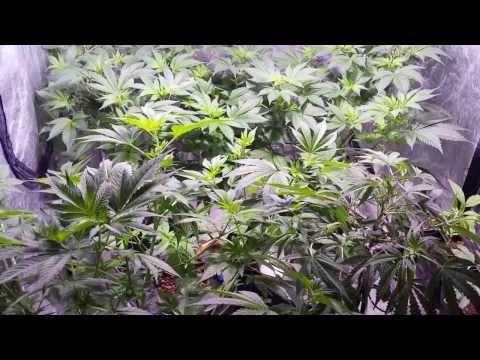 EPIC Veg room !!  lol  400w MH Grow tent