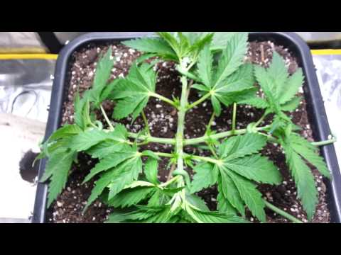 A bag seed odyssey ( day 28 ) part 2