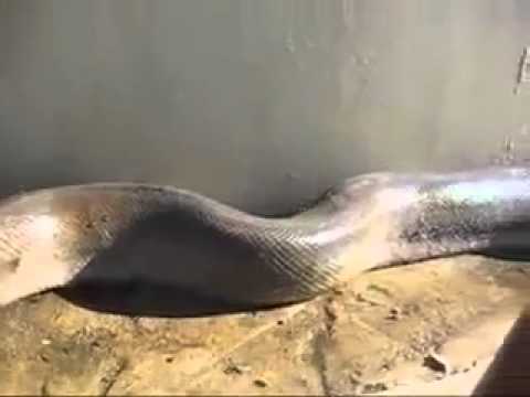 Cobra sucuri, anaconda gigante! Giant Python prank!