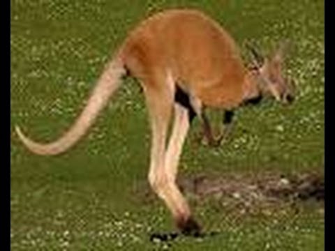 Ten facts about Kangaroos - All about Facts - Utubetips