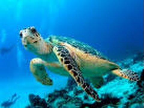 Ten fun facts about Turtles - All about Facts - Utubetips