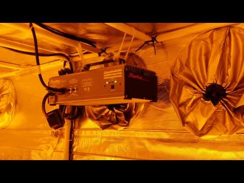 1000 watt RDWC Gorilla Tent, T5 pre-vegetative tent, T5 mother area, & cloning station (pt.7)