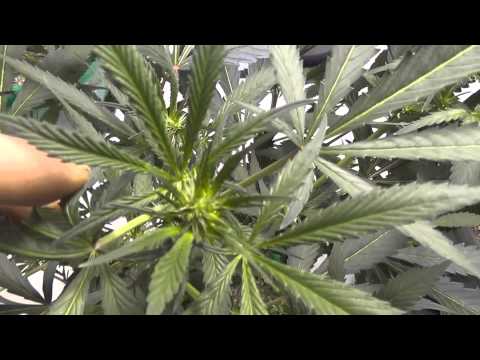 How to Harvest Medical Cannabis every week.....start of week 3