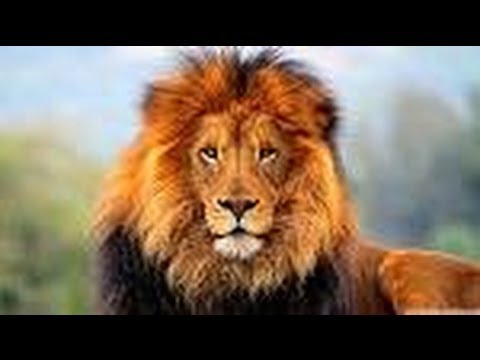 Ten facts about Lions - All about Facts - Utubetips