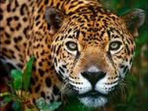 Ten facts about Jaguars - All about Facts - Utubetips