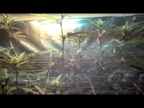 Medical Marijuana garden update #2