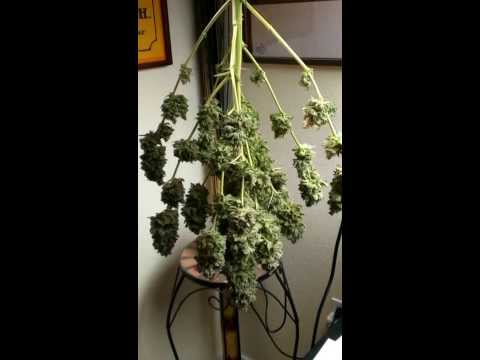 Marijuana Plant Glass Slipper All Trimmed Up