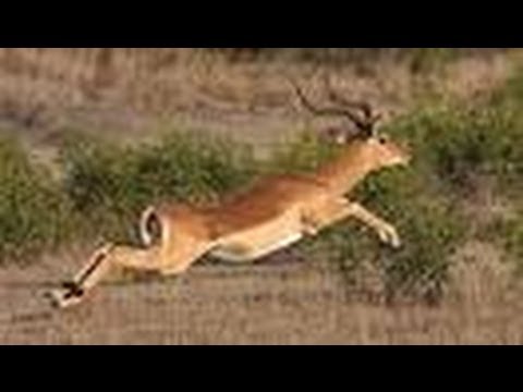 Ten facts about Impalas - All about Facts - Utubetips