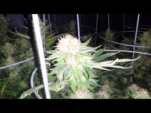 Mars OG Update in 8k flower room.