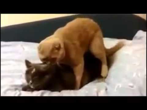 Cats having sex! Gatos fazendo sexo! Opsss, buraco errado