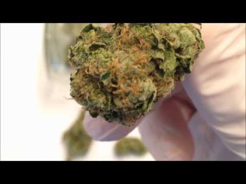 White Voodoo - La Plata Labs - Bud Shots