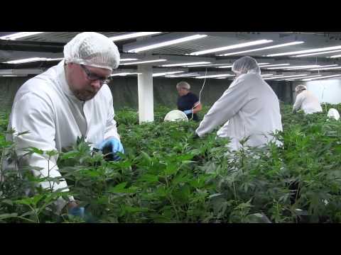 The Willy Wonka Of Weed Ontario's Newest Medicinal Marijuana Factory