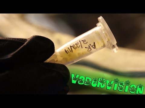 VaderVision - Bonified Breeding Bonanza Week Five
